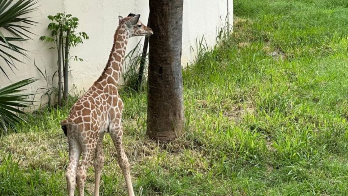 Este ejemplar macho nació el pasado 5 de julio. Es hijo de Adelita