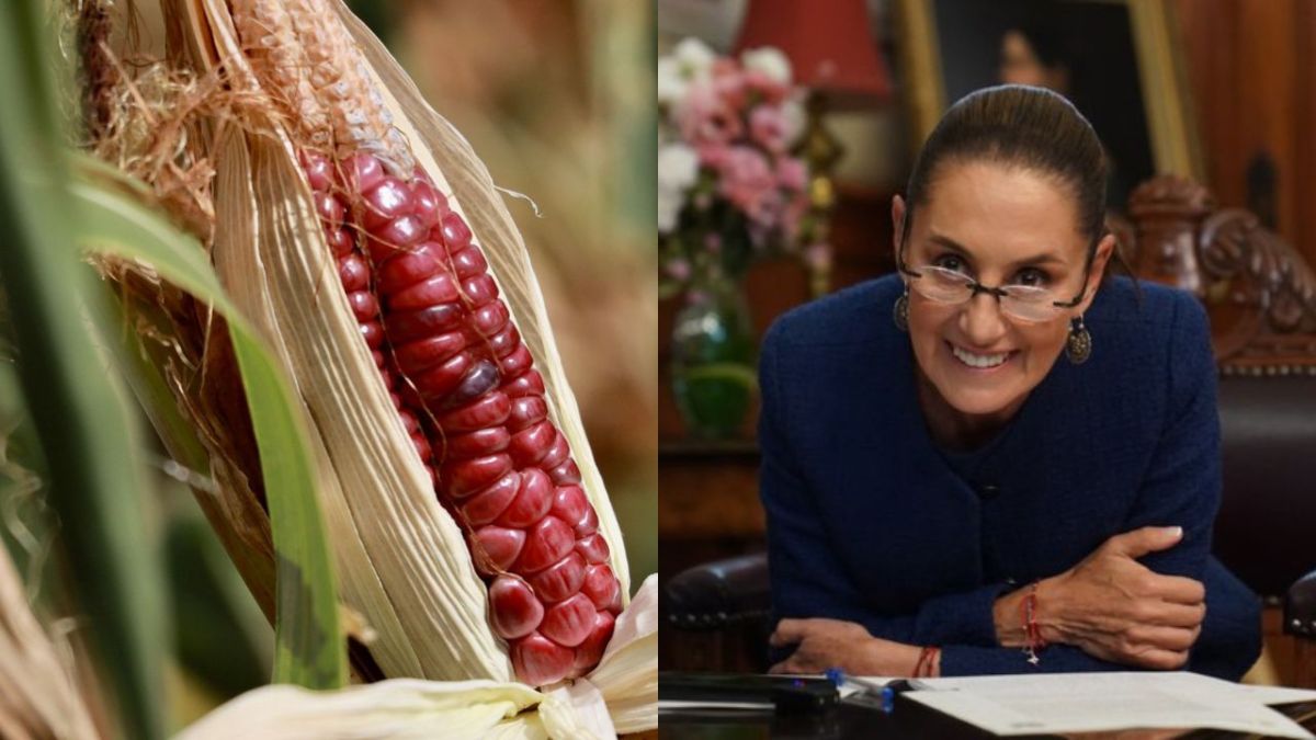 Va a quedar en la Constitución: Sheinbaum sobre prohibición del maíz transgénico.