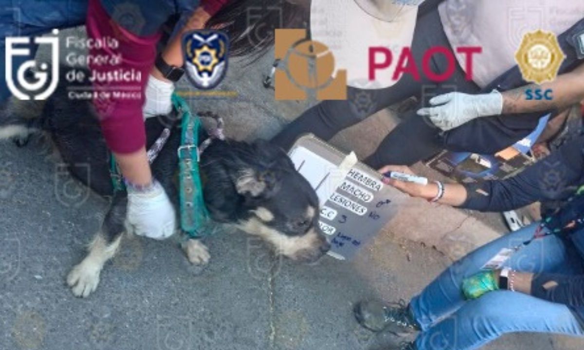 La Fiscalía de CDMX informó que se han llevado a cabo 19 cateos en los que se han rescatado a 179 animales que se encuentran sanos y salvos.