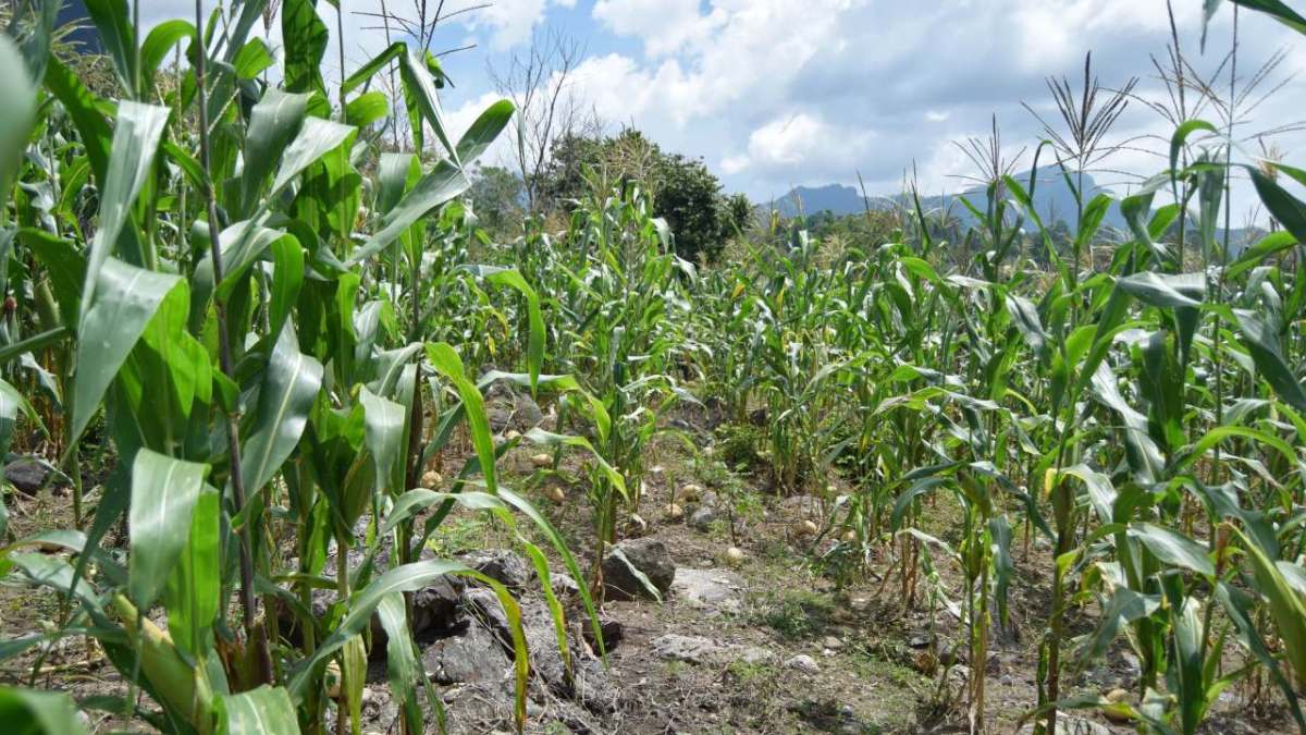 La diputada Leticia Barrera agregó que actualmente el campo no cuenta con financiamiento ni seguro catastrófico,