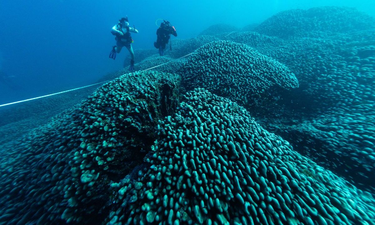 Coral más grande del mundo