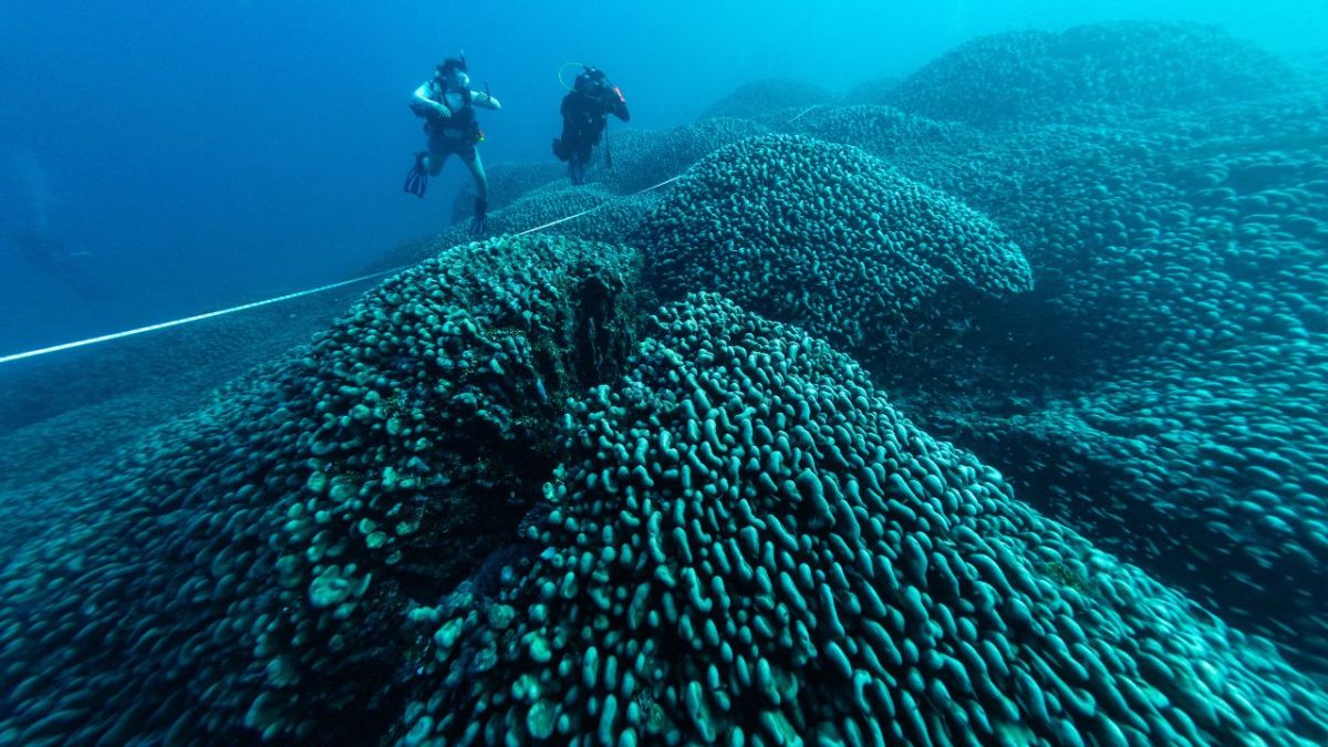 Coral más grande del mundo