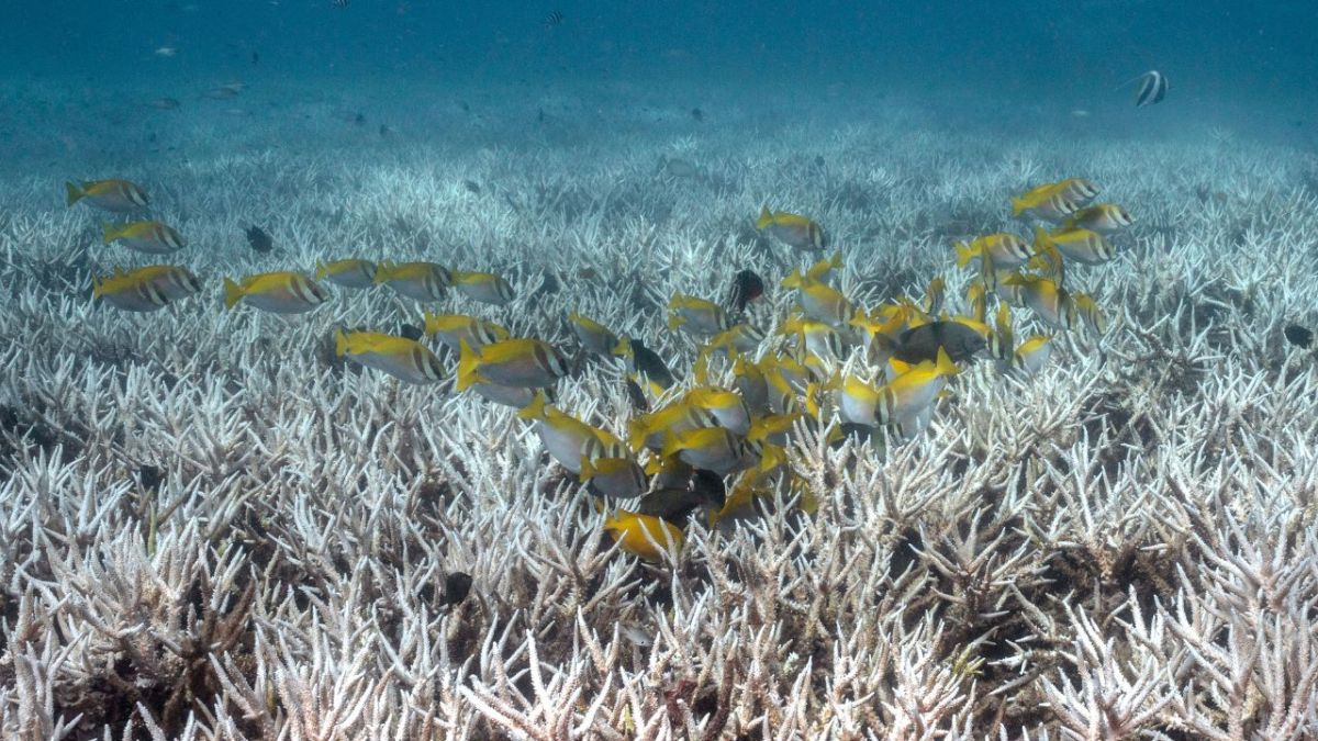 Coral de agua cálida