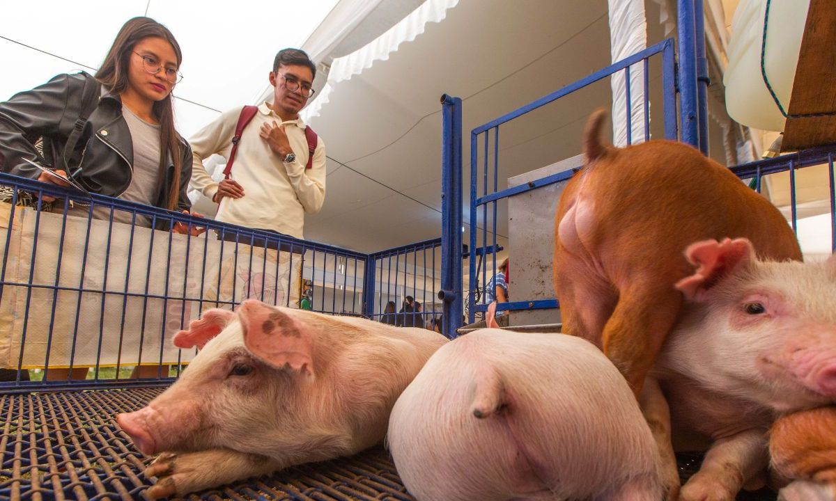 Presupuesto a universidades agropecuarias