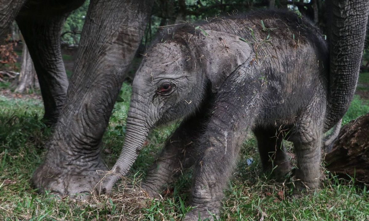 Elefante de Sumatra