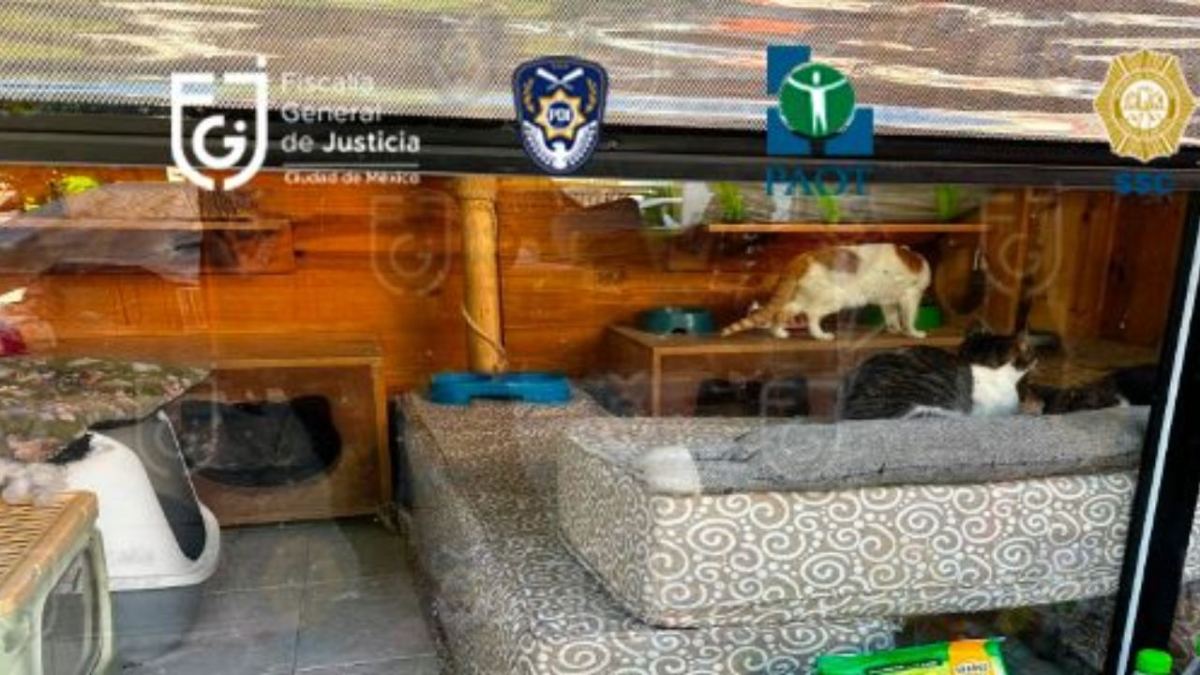 La Fiscalía CDMX asegura que los animales rescatados están "sanos y salvos".