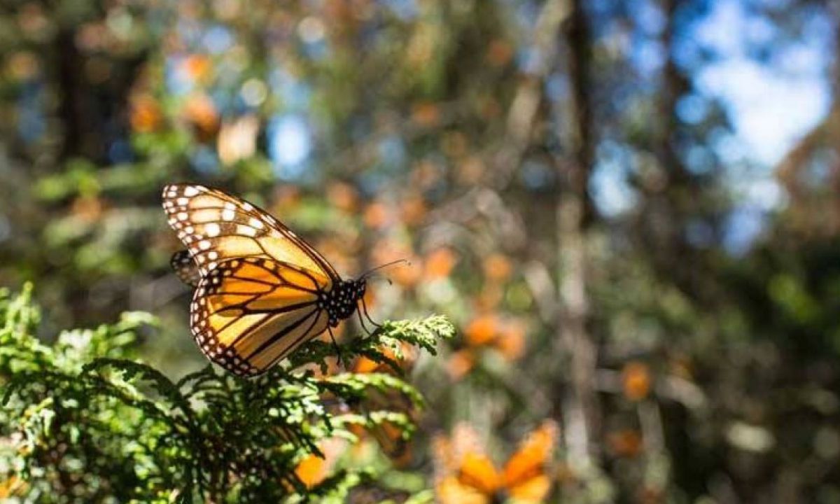 Las mariposas monarcas son polinizadoras muy importantes para las flores que visitan en todos los ecosistemas a lo largo de su ruta migratoria de Canadá a México.