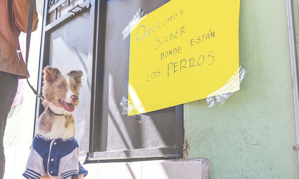 Incertidumbre. Damián dijo que a diario él saca a pasear dos veces por día a los perros y limpia sus estancias; está preocupado por el futuro de los lomitos.