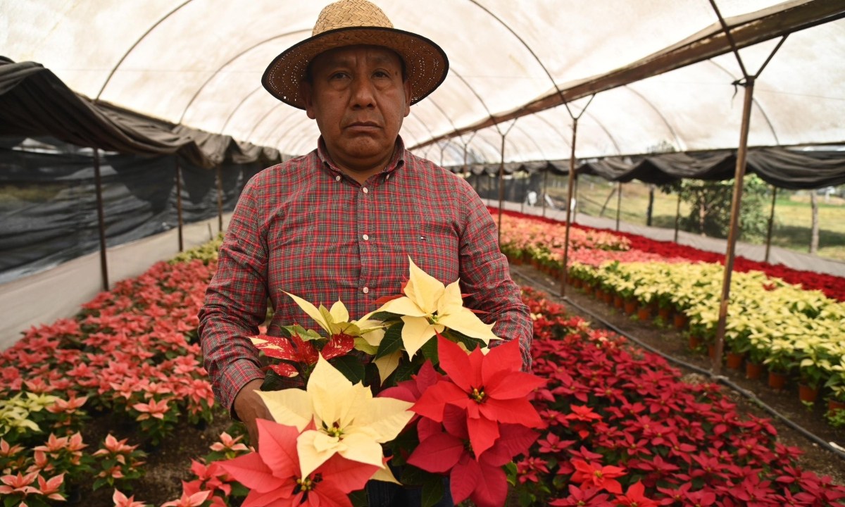 Foto: @GobCDMX/ Inicia Expo Nochebuena 2024 en Xochimilco