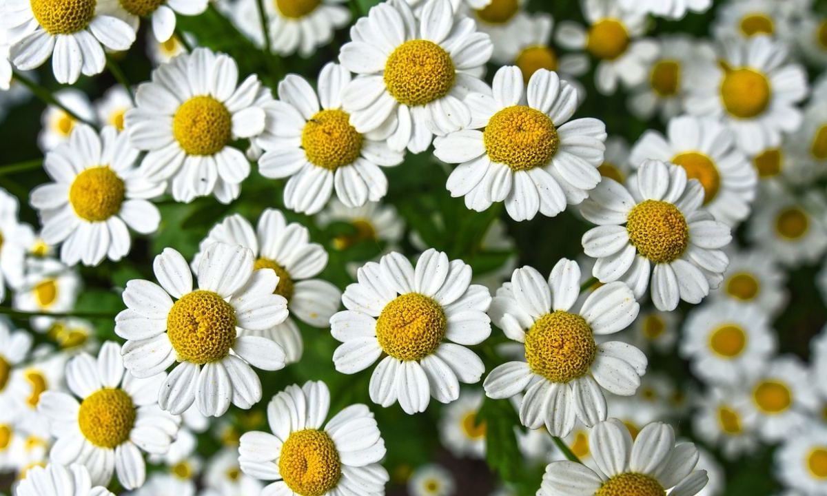 La manzanilla se utiliza principalmente con fines medicinales y terapéuticos, siendo su flor la más consumida.