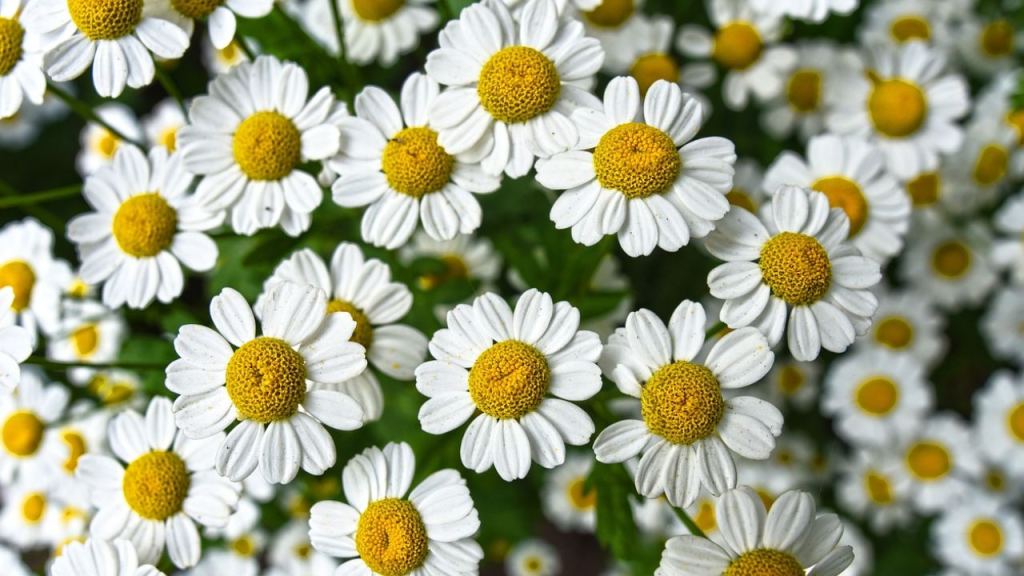 La manzanilla se utiliza principalmente con fines medicinales y terapéuticos, siendo su flor la más consumida.