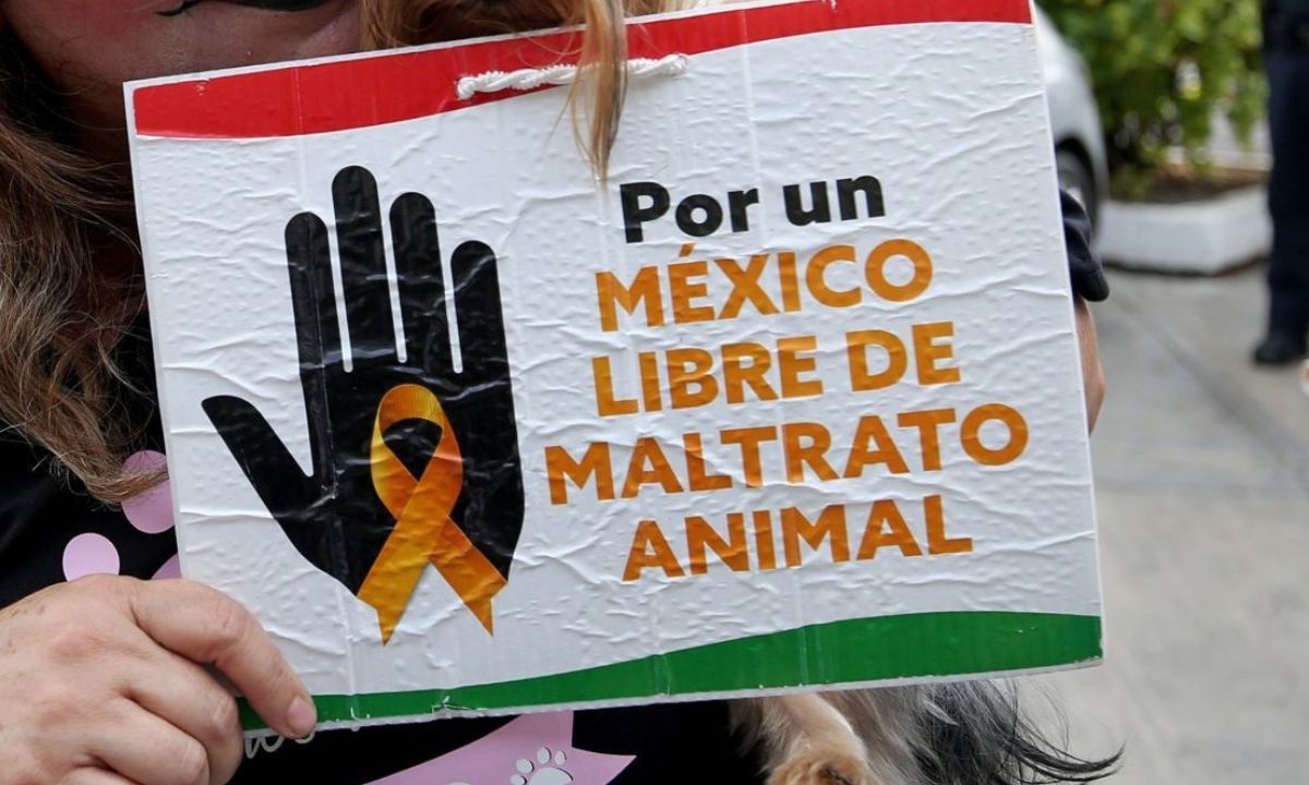 Marcha en CDMX en contra del maltrato animal.