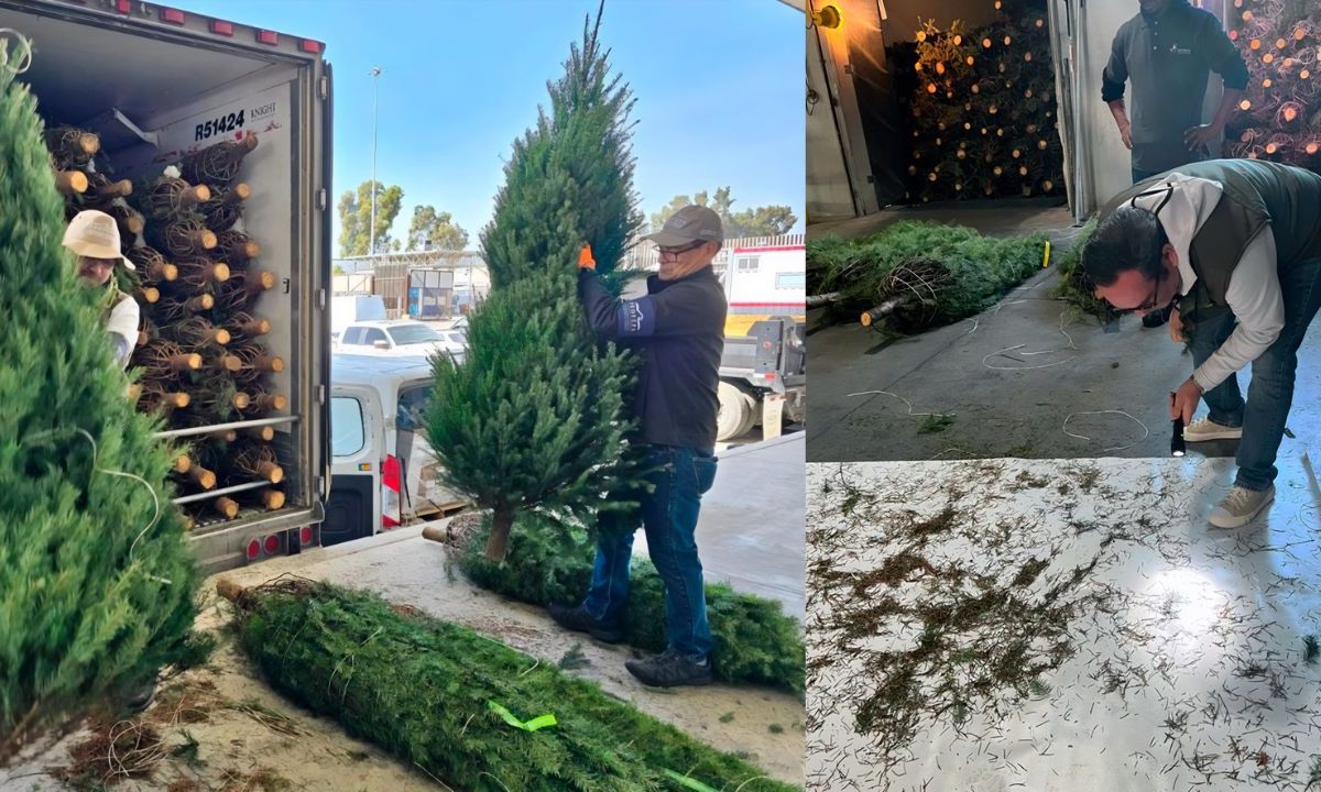 Profepa inspecciona árboles de navidad importados para evitar plagas.