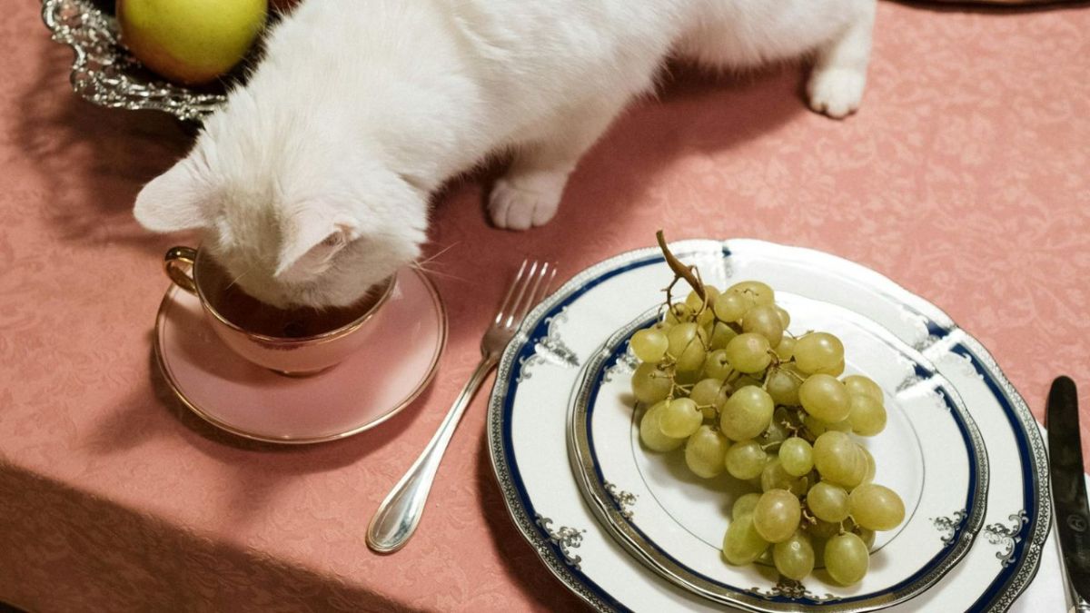 Gato blanco bebiendo de una taza de cerámica junto a un plato de cerámica con un racimo de uvas verdes.