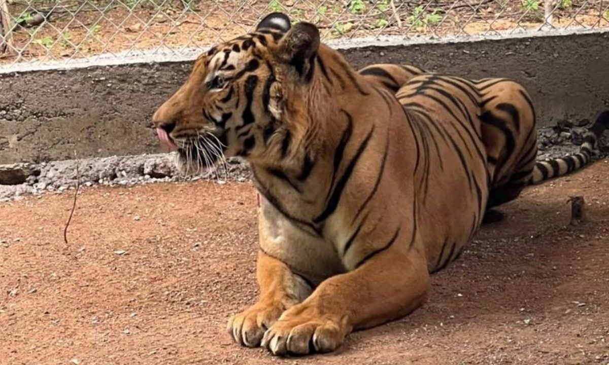 Aseguran a 2 tigres de bengala tras cateos en Culiacán