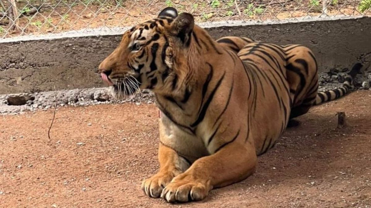 Aseguran a 2 tigres de bengala tras cateos en Culiacán