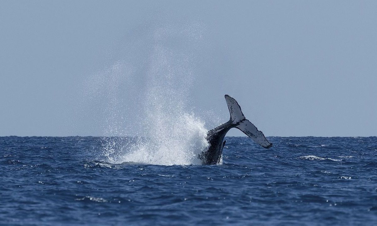 Islandia había suspendió la caza de ballenas a raíz de una investigación que concluyó que los métodos empleados incumplían las leyes.