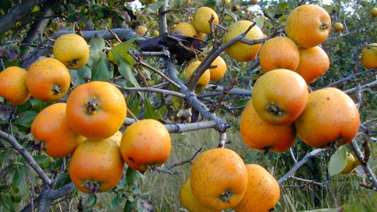 árbol de tejocotes coon frutos colgando 