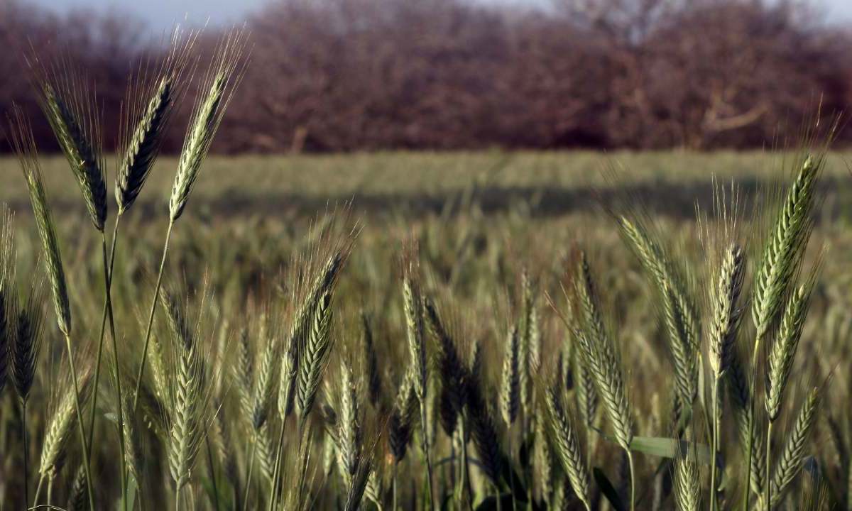 Este programa busca reducir la erosión del suelo, aumentar la biodiversidad y fortalecer las comunidades de agricultores.