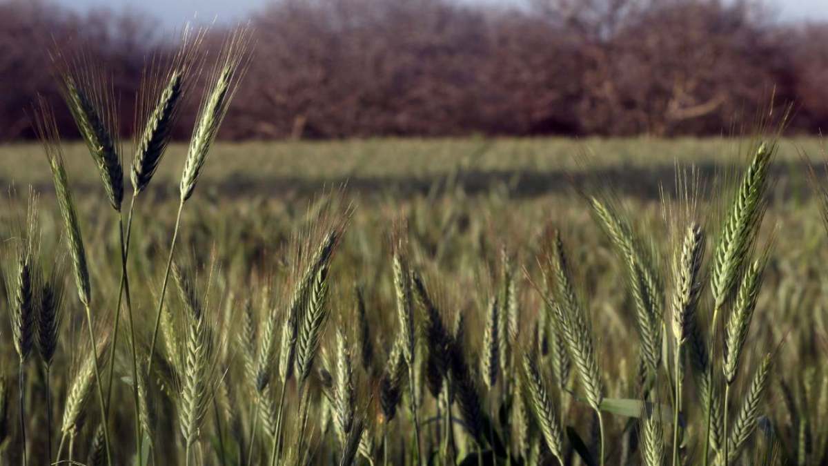 Este programa busca reducir la erosión del suelo, aumentar la biodiversidad y fortalecer las comunidades de agricultores.