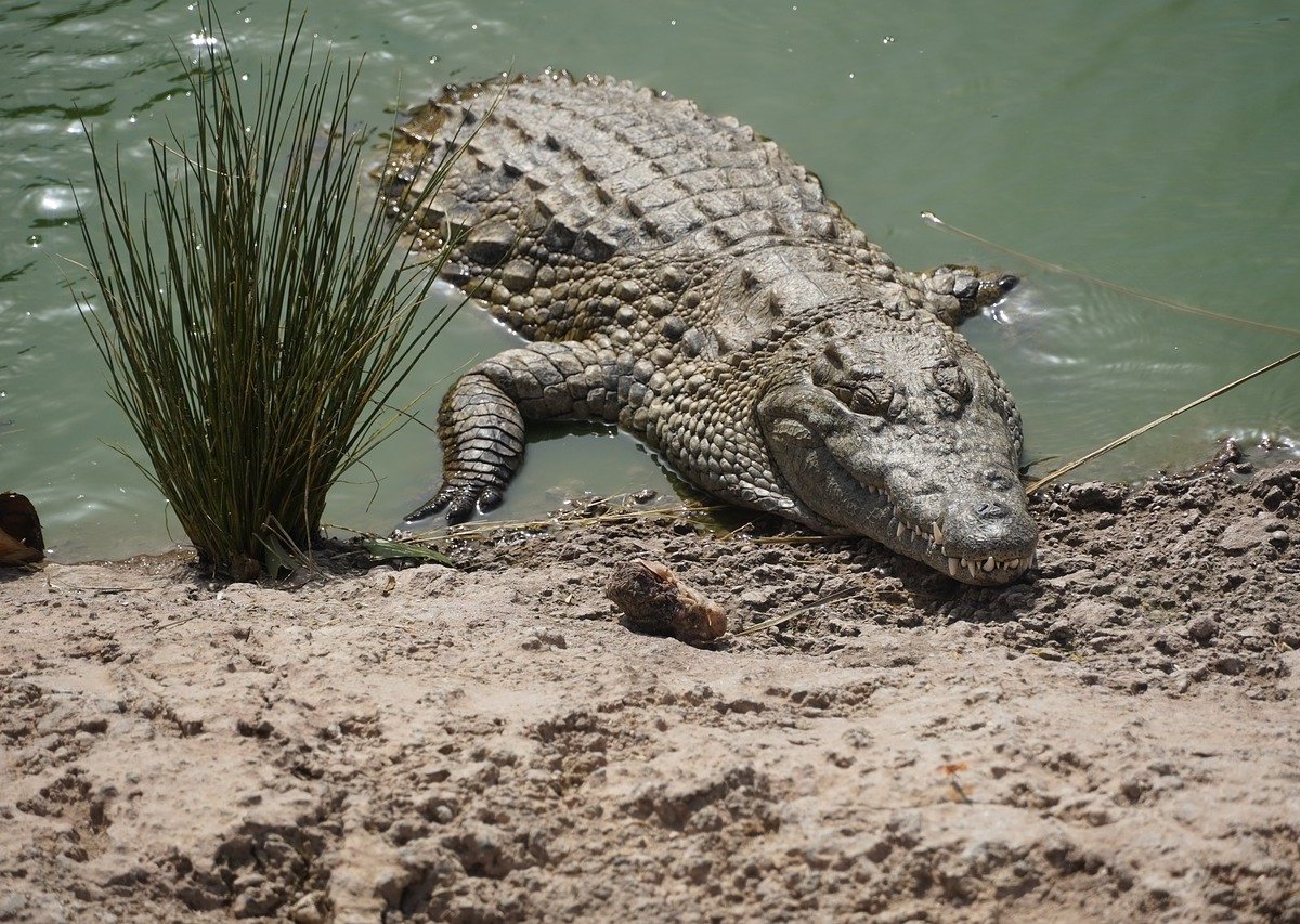 Reptil estelar de Cocodrilo Dundee muere a los 90 años