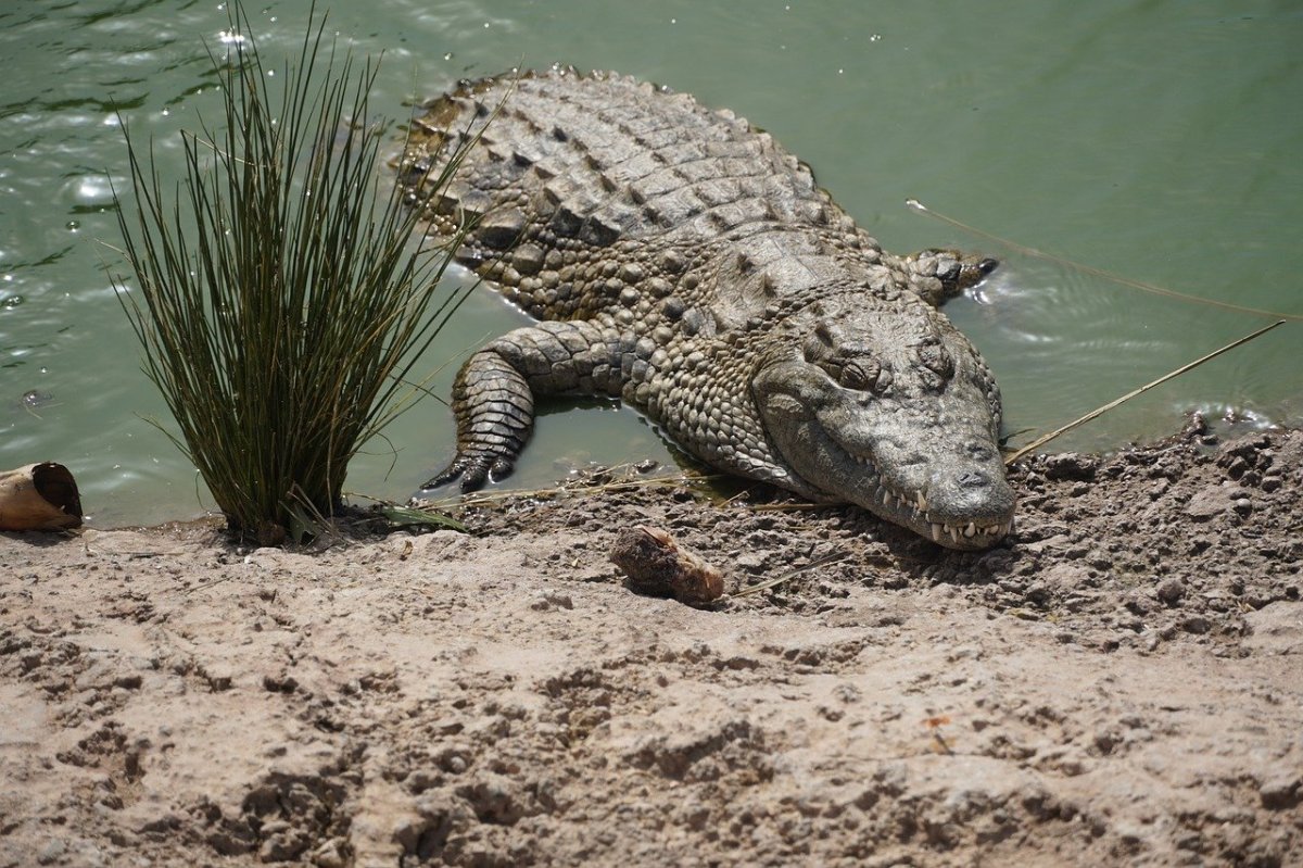 Reptil estelar de Cocodrilo Dundee muere a los 90 años