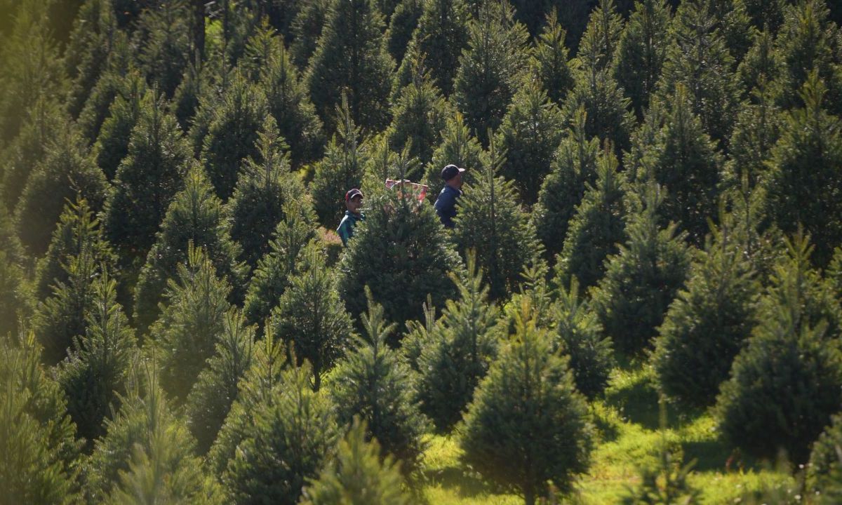 pinos navideños naturales