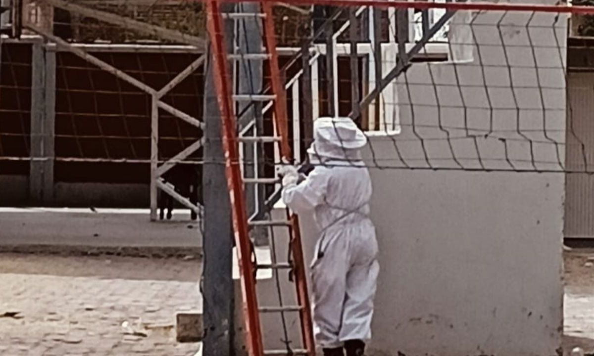 Alumnos y maestros de una secundaria en León fueron atacados por un enjambre de abejas mientras celebraban un festival navideño.