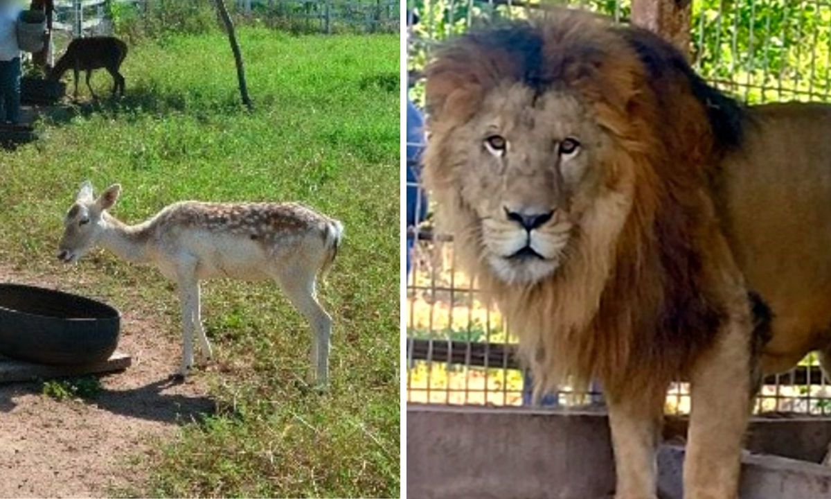 La FGR a través de la FECOR decomisaron varios ejemplares de leones y venados durante un cateo realizado en La Huerta, Jalisco.