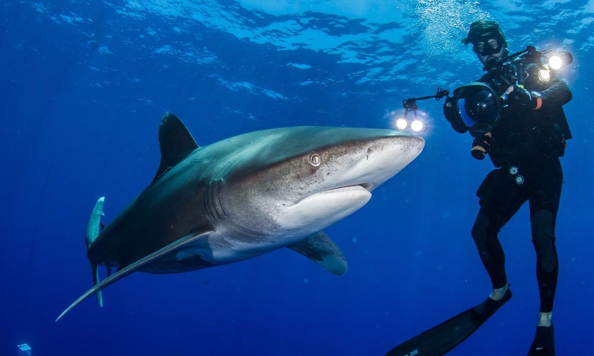 Gerardo del Villar, quien presentará su best seller mañana en la FIL, deja testimonio en sus páginas sobre algunas fascinantes experiencias como cuando un tiburón tigre pasó tan cerca de él que pensó que podría morir en el intento de capturar una foto.