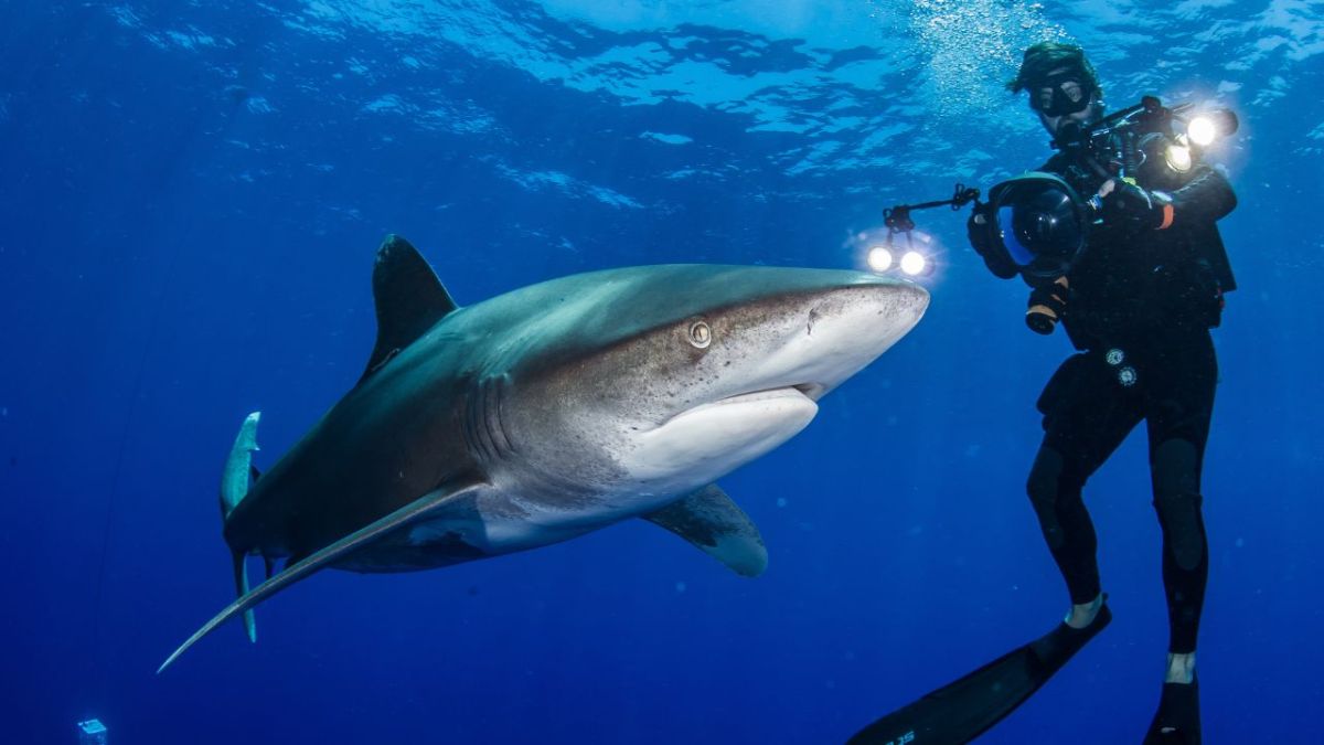 Gerardo del Villar, quien presentará su best seller mañana en la FIL, deja testimonio en sus páginas sobre algunas fascinantes experiencias como cuando un tiburón tigre pasó tan cerca de él que pensó que podría morir en el intento de capturar una foto.