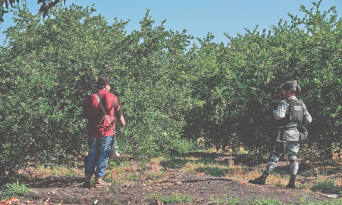 SEGURIDAD. Las plantaciones de limón son custodiadas por elementos de la Guardia Nacional en Antúnez; pese a ello, el crimen cobró la vida del productor Rogelio Escobedo Peñaloza.