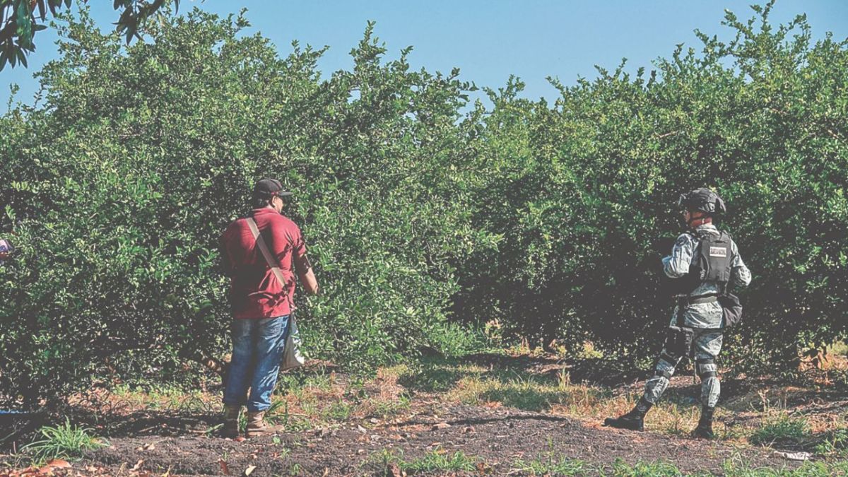 SEGURIDAD. Las plantaciones de limón son custodiadas por elementos de la Guardia Nacional en Antúnez; pese a ello, el crimen cobró la vida del productor Rogelio Escobedo Peñaloza.