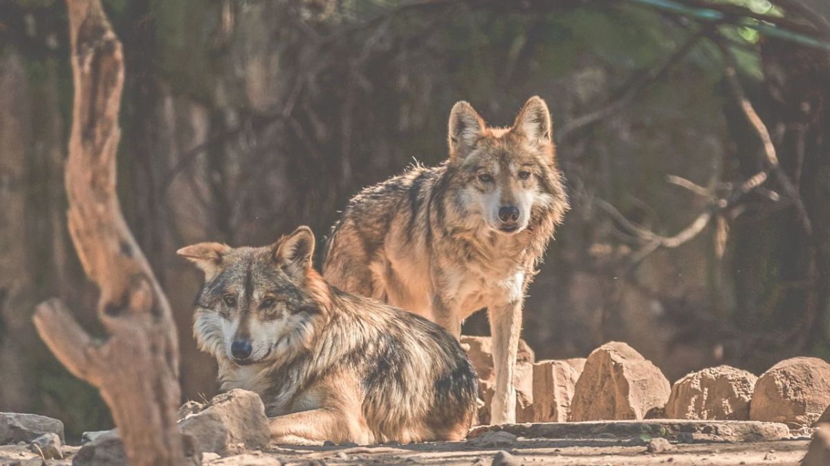 Lobo Mexicano conserva a sus antiguos enemigos: los ganaderos, quienes tanto en Estados Unidos