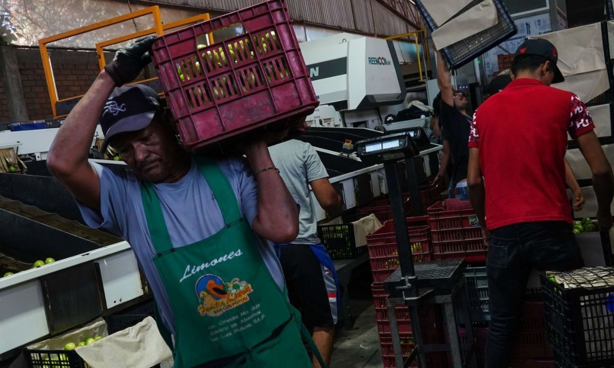 Seguridad de limoneros en Michoacán.