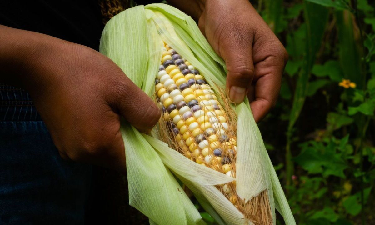 Maíz transgénico no es lo mismo que maíz natural