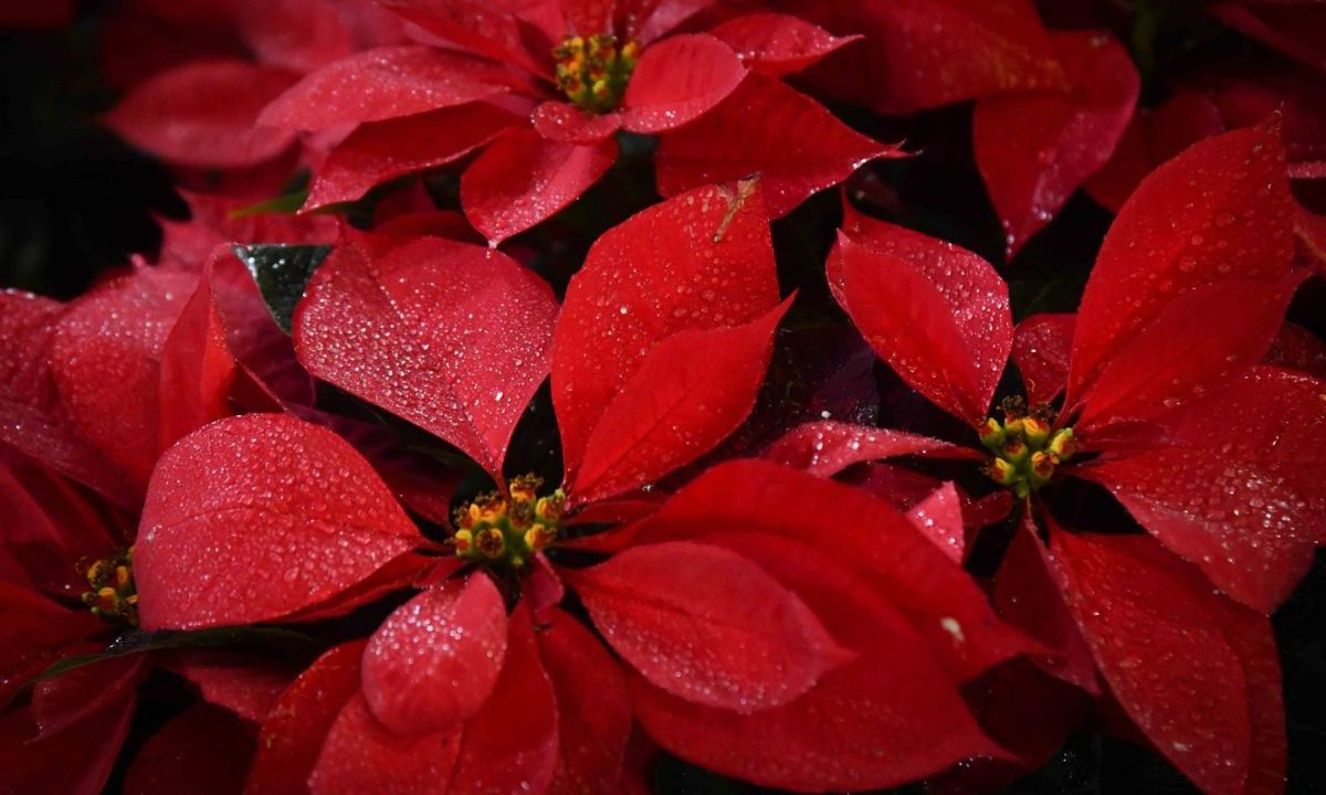 Entérate de dónde viene la flor de nochebuena y por qué representa un símbolo de las fiestas navideñas por todo el mundo.