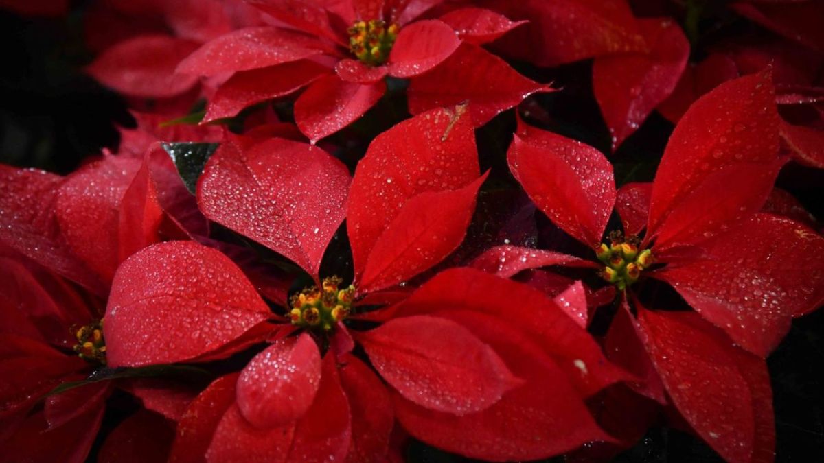 Entérate de dónde viene la flor de nochebuena y por qué representa un símbolo de las fiestas navideñas por todo el mundo.