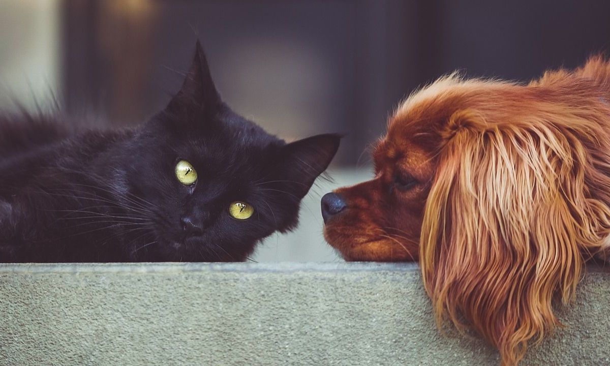 ¿Por qué no regalar mascotas en Navidad?