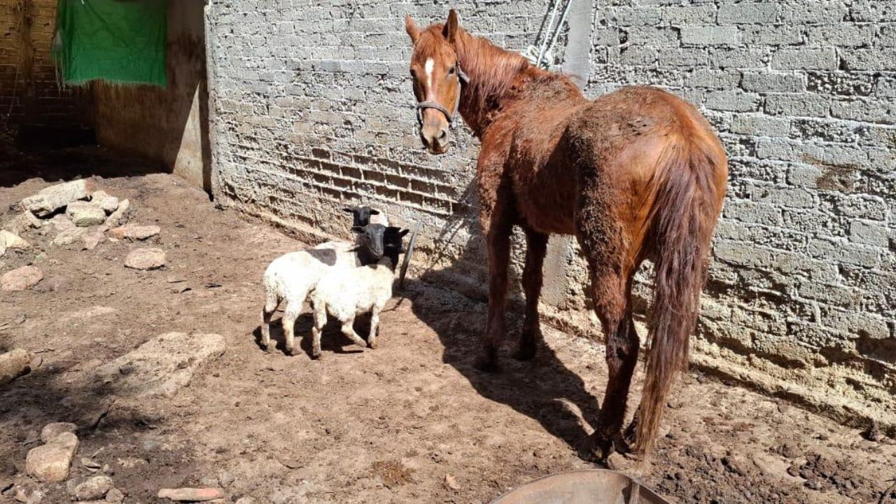 A los borregos y yegua los trasladaron al Santuario Animal del Parque Ecológico y Deportivo Sierra Hermosa