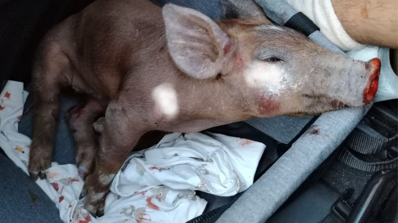 Veterinarios diagnosticaron al cerdito como policontundido, con tres fracturas en la extremidad izquierda