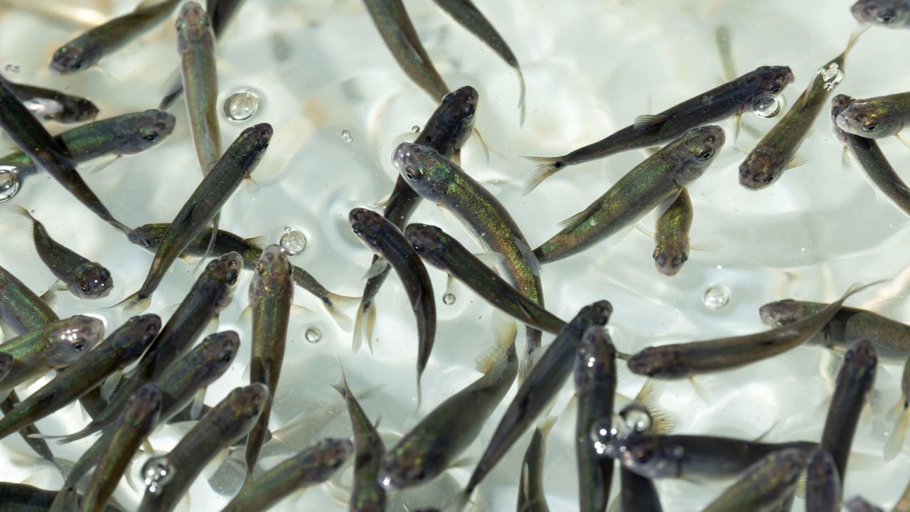La siembra fue de una especie endémica de la región, una acción clave para la conservación de especies nativas como el pez blanco y el achoque