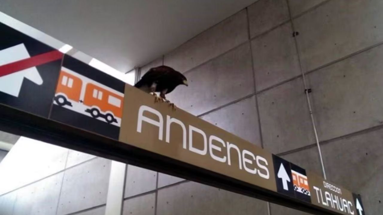 águila captada en la línea 12