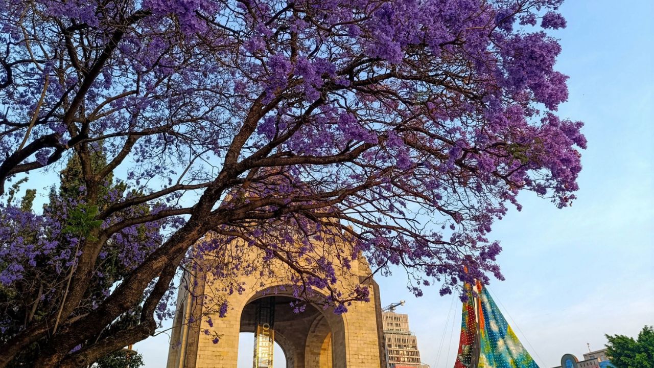 El empresario Salinas Pliego regalará dinero a mejor foto de jacarandas. Checa las bases en su cuenta de Instagram.