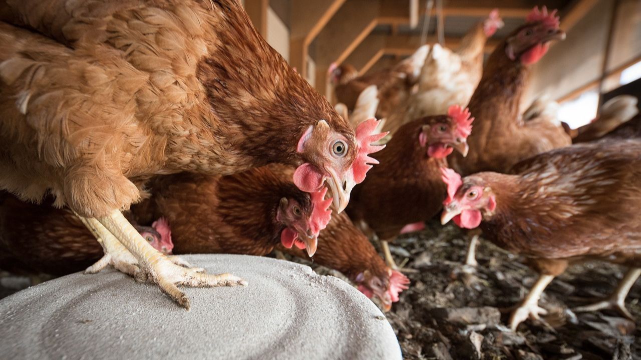 pollos y gallinas en granjas