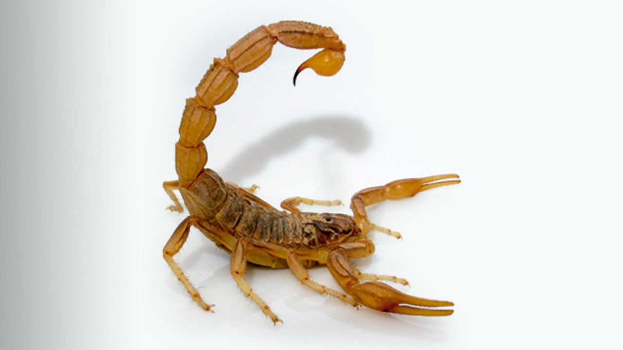 alacrán 