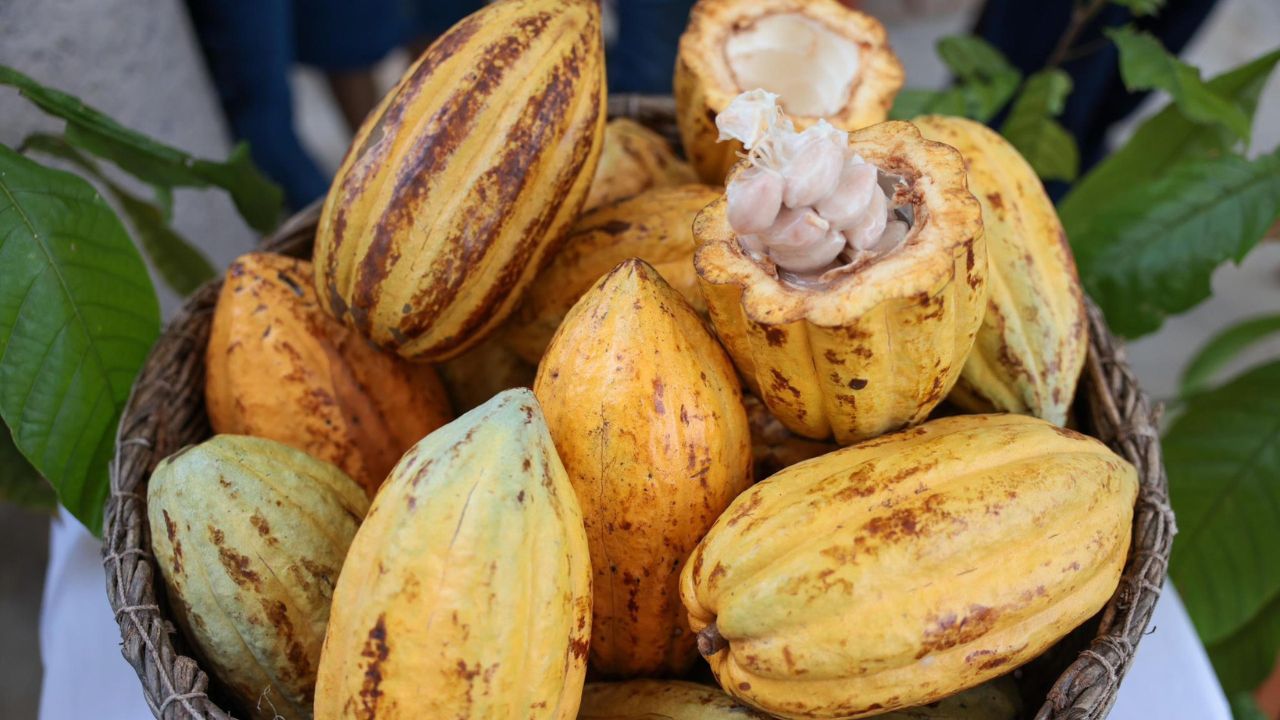 Se producirán Chocolates del Bienestar con cacao de Tabasco, señala la presidenta Claudia Sheinbaum.