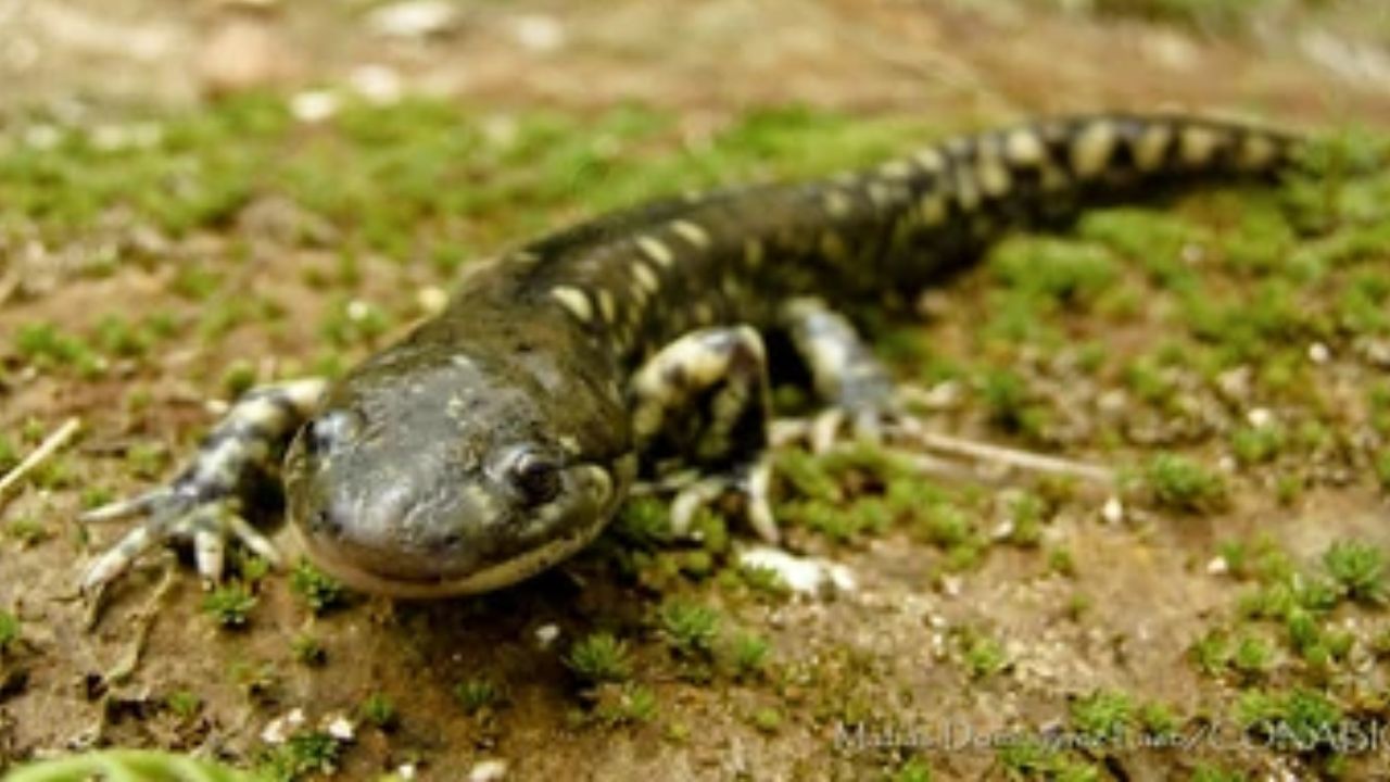 AJEMEX realiza una aportación mensual a la organización, la cual es destinada al manejo de la especie en el laboratorio, su reproducción y posterior liberación en su hábitat natural