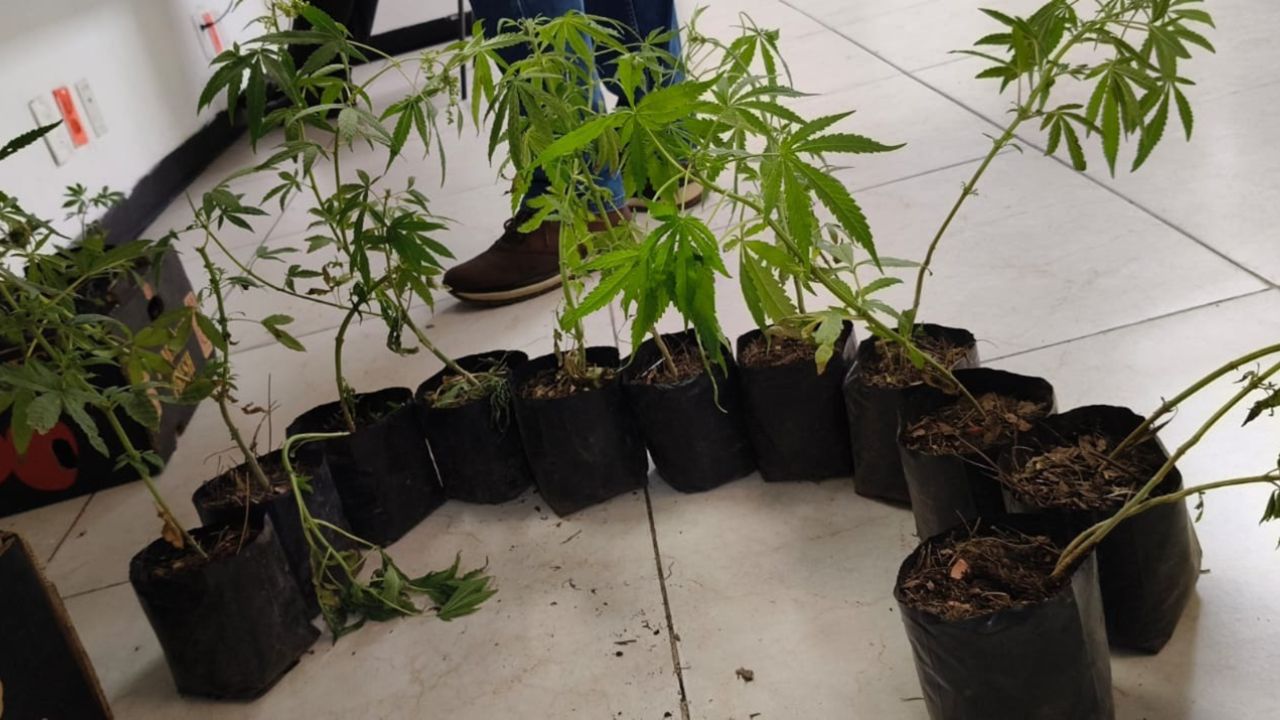 La SSC detuvo a 2 mujeres dedicadas al comercio de macetas con cultivos de marihuana en la Central de Abasto (Ceda).