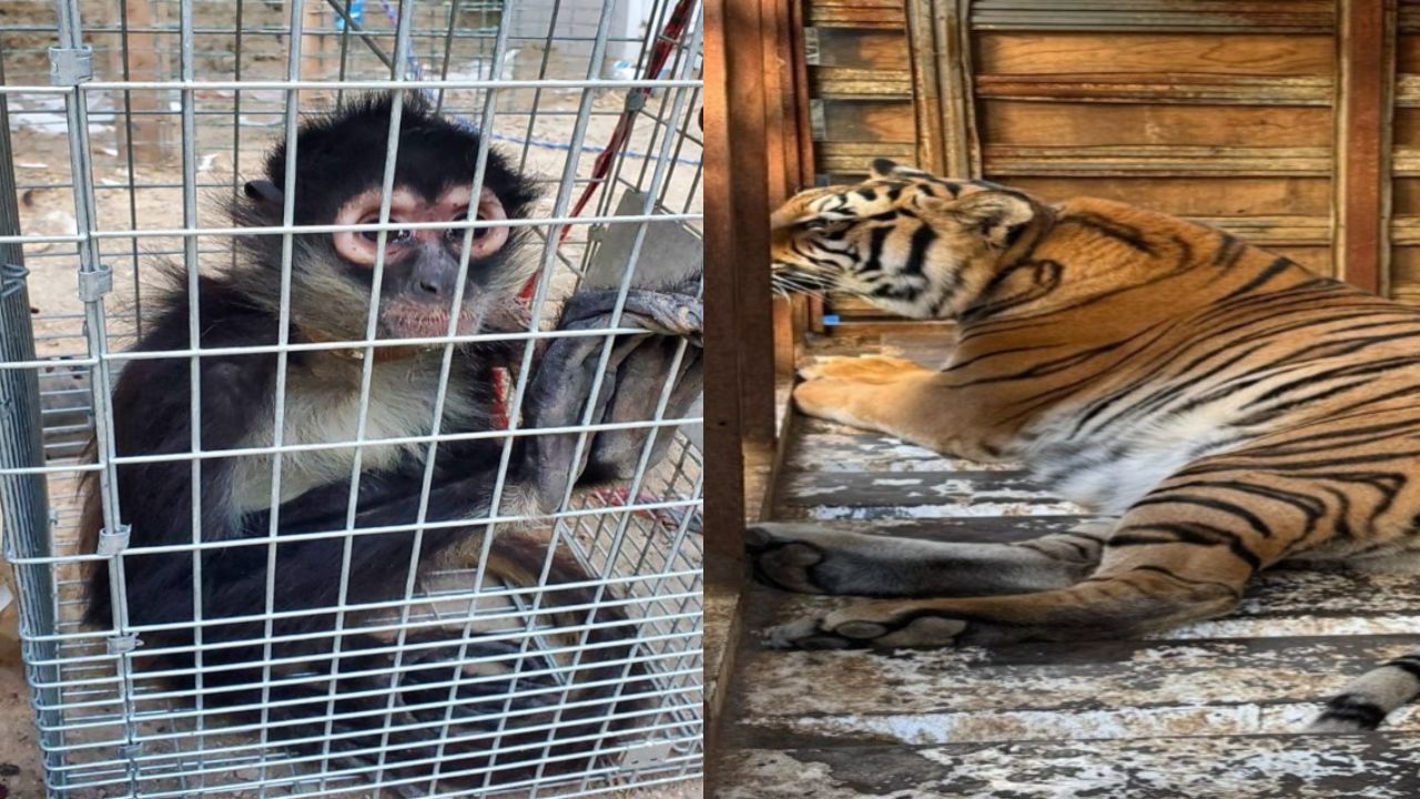 especies exóticas decomisadas en Tijuana